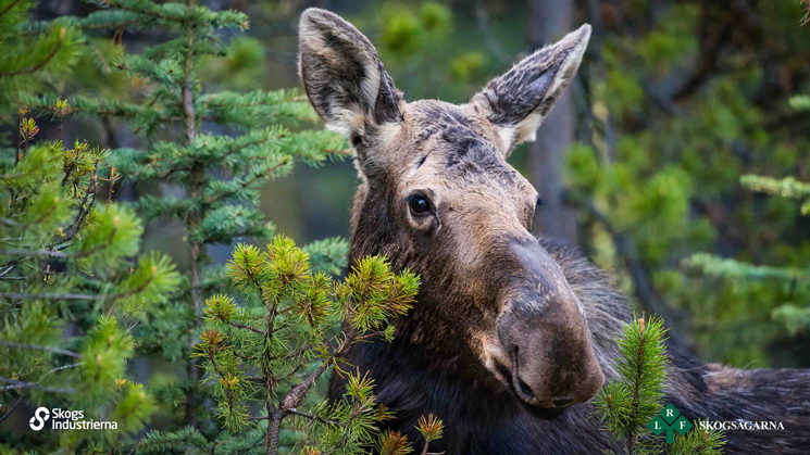 en älg med skogsindustriernas och lrfs logotyper i nedre hörn