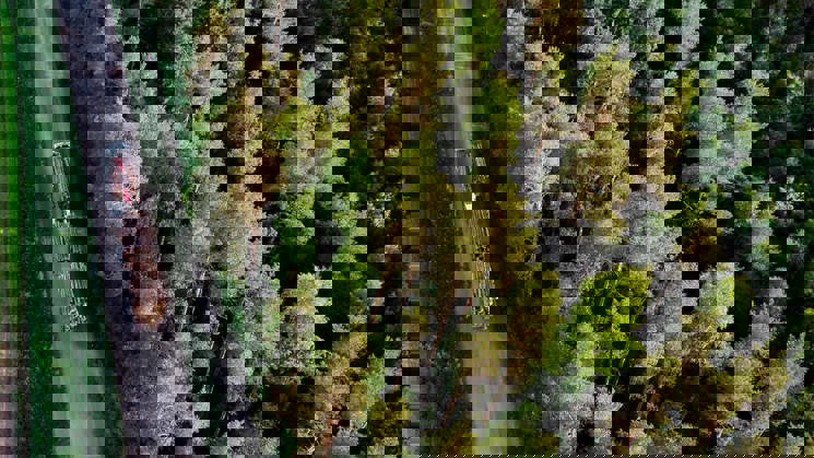 lastbil åker genom skog