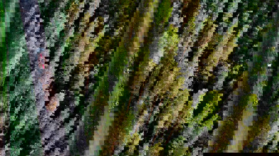 lastbil åker genom skog