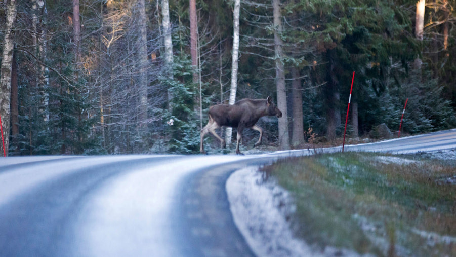 älg på vintrig väg