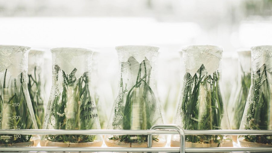 glasbehållare med växter inuti