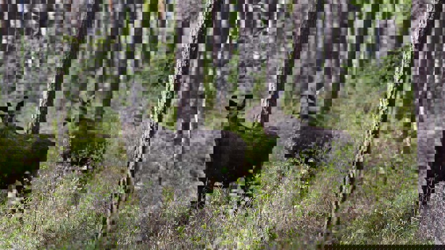 två älgar i skogen