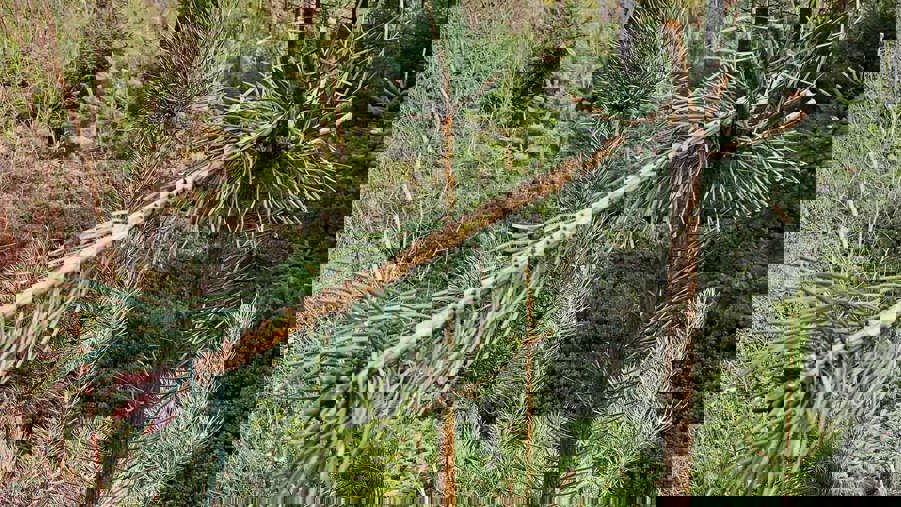 Sidoskott betade på viltbehandlad tall