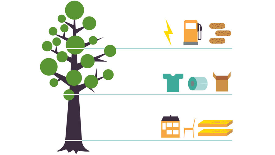 illustration över vad trädets olika delar kan användas till