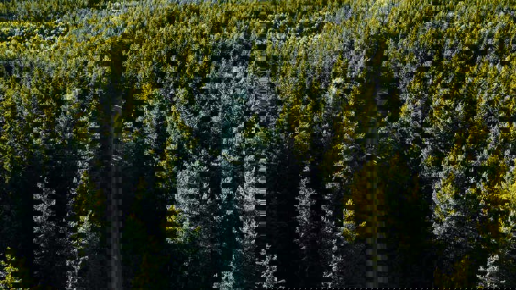 väg som går genom skogen