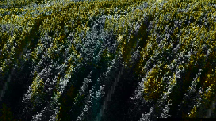 väg som går genom skogen