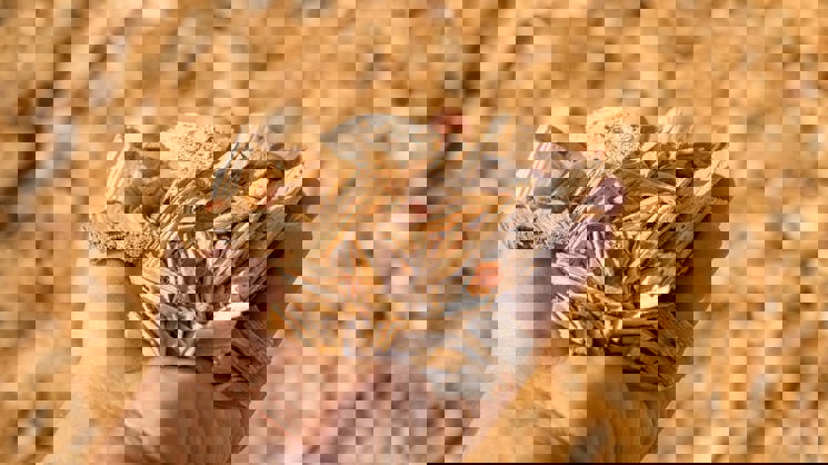 hand som håller flis