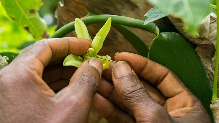 Bonden Edwin Kamugisha i Tanzania pollinerar vaniljblommor.