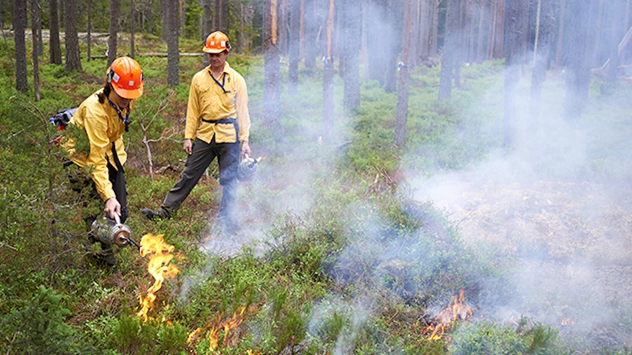 Naturvårdsbränning